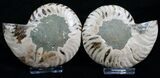 Inch Agatized Ammonite (Pair) #5130-1